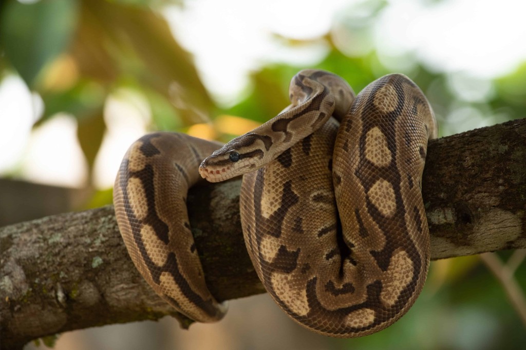 Ball Python