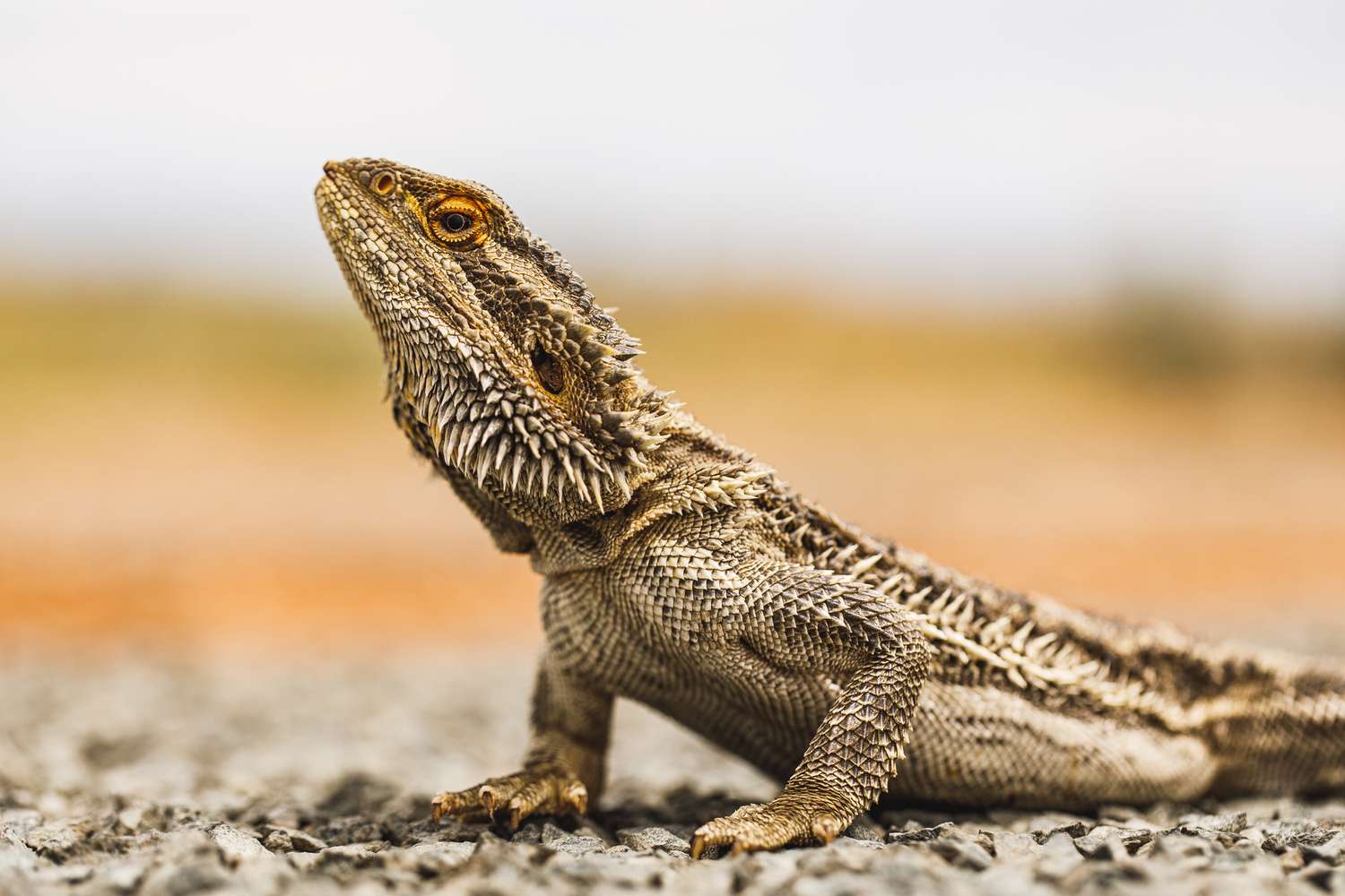 Bearded Dragon